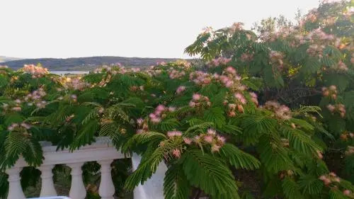 The Garden of Elaïs
