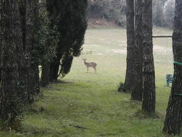 Villa Arianna B&B