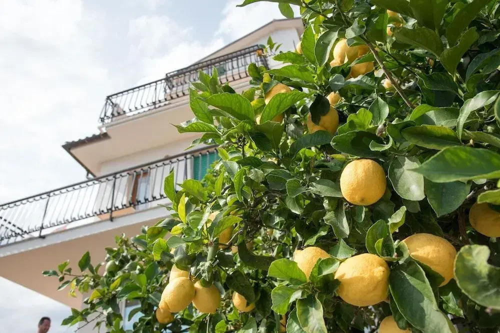 Residence Oleandro