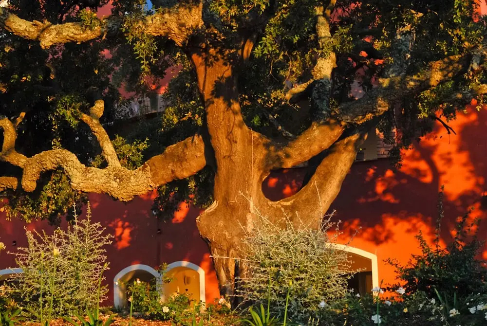 Giardino dei Sugheri