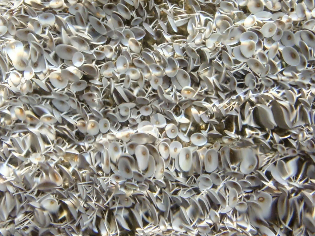 Alpha Stegna Sun