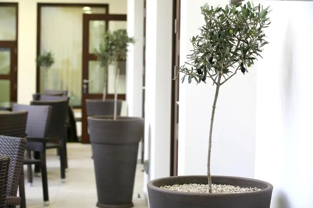 Royiatiko Hotel