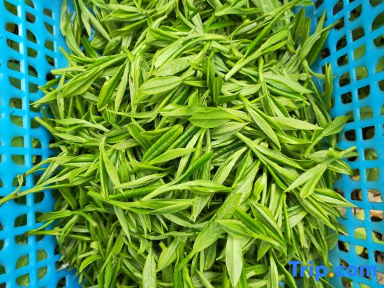 Jing County Qingzhilin Farmstay