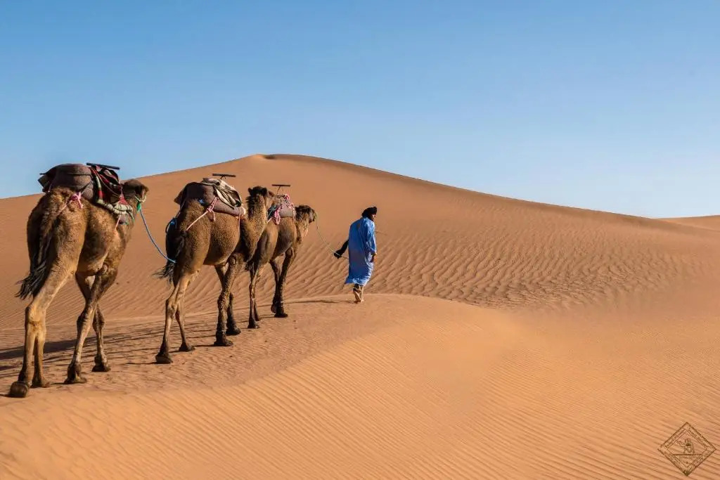 Oasis source de vie