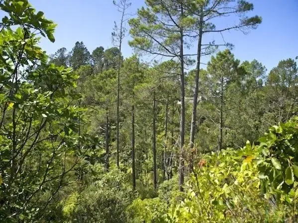 Treetop Oasis - Tairua Executive Holiday Home