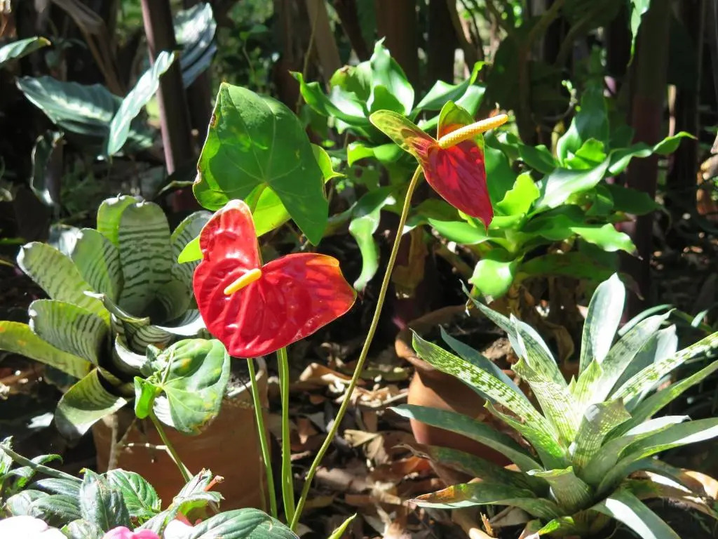 The Garden Apartment at The Hacienda