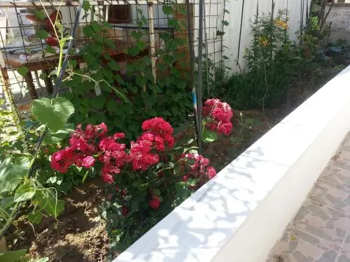 Torunlar Pansiyon
