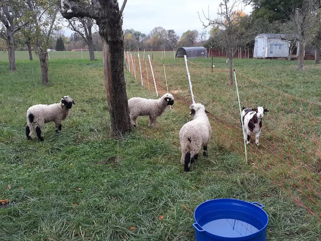 Pferdehof Jäger