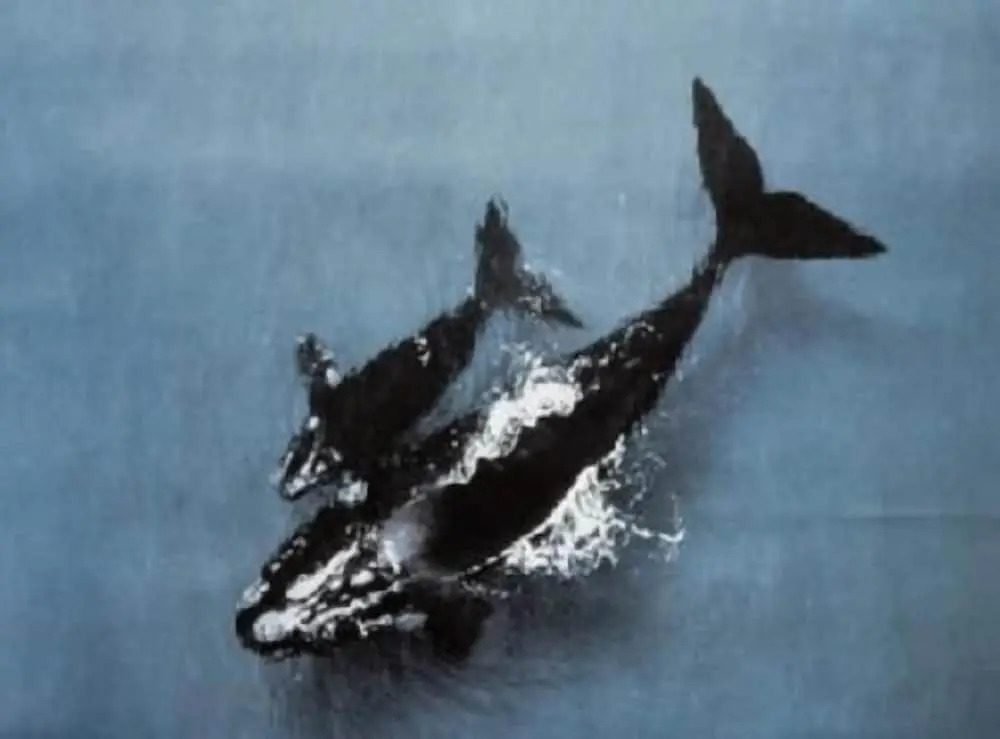 Whalers B&B