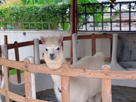 Orange white Vacation Homestay