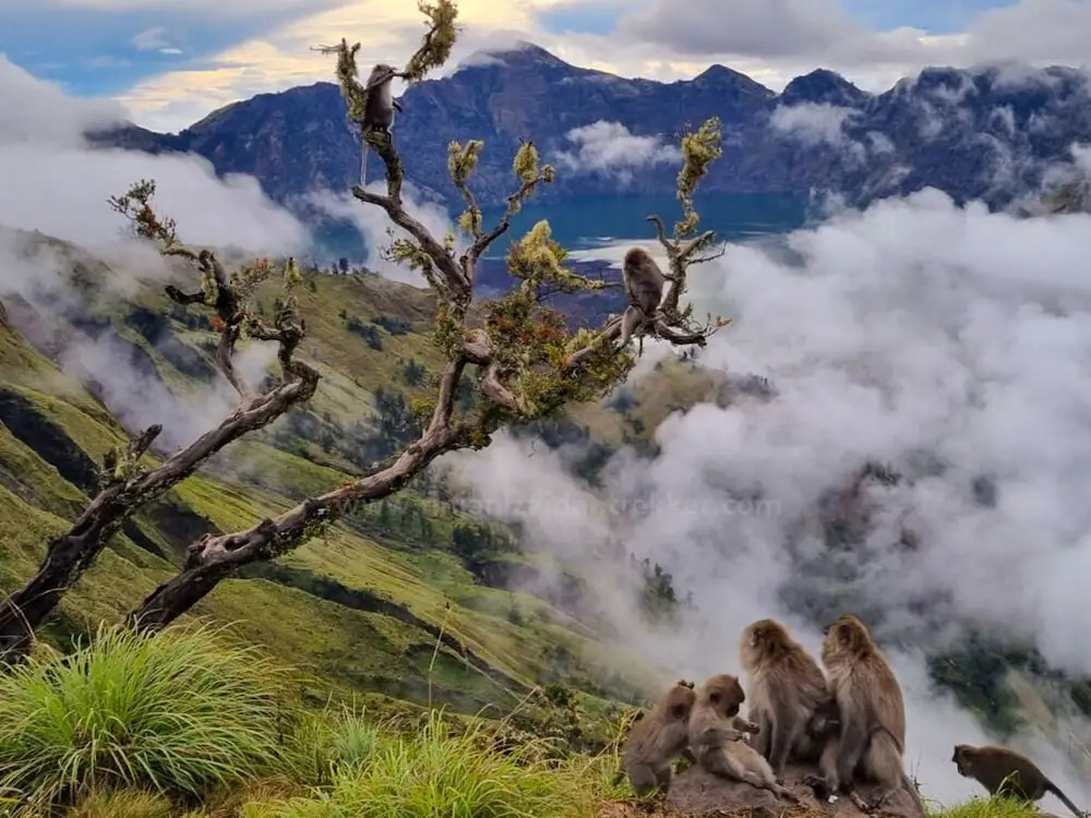 Tresno Sembalun Rinjani