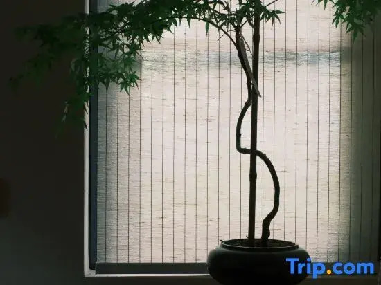 Under the Camphor Tree Guesthouse