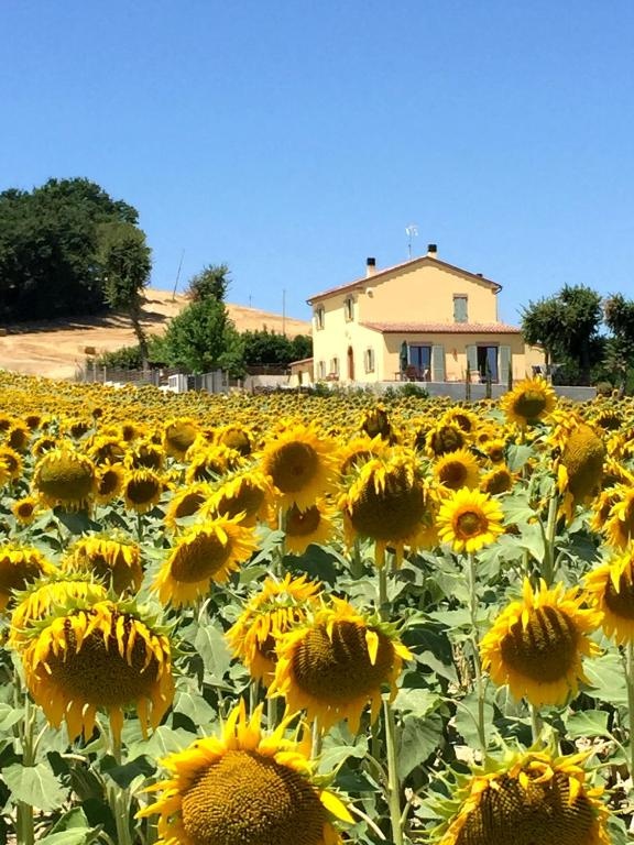 Girasole