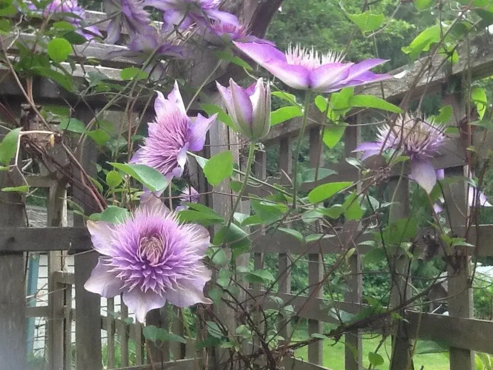 Wisteria Honeymoon Cottage