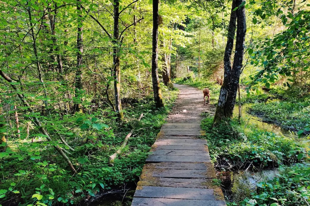 Wellness- Hottub & Sauna- Pet Friendly- Hiking