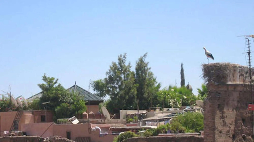 Riad Amin