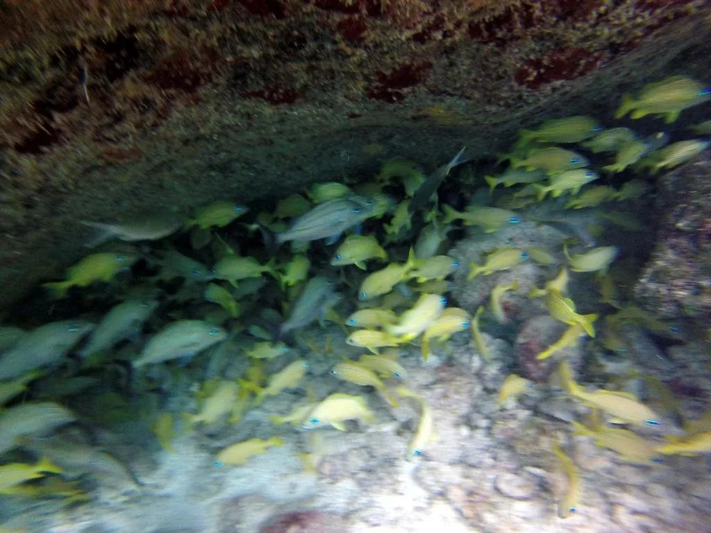 Mimas Village Cozumel