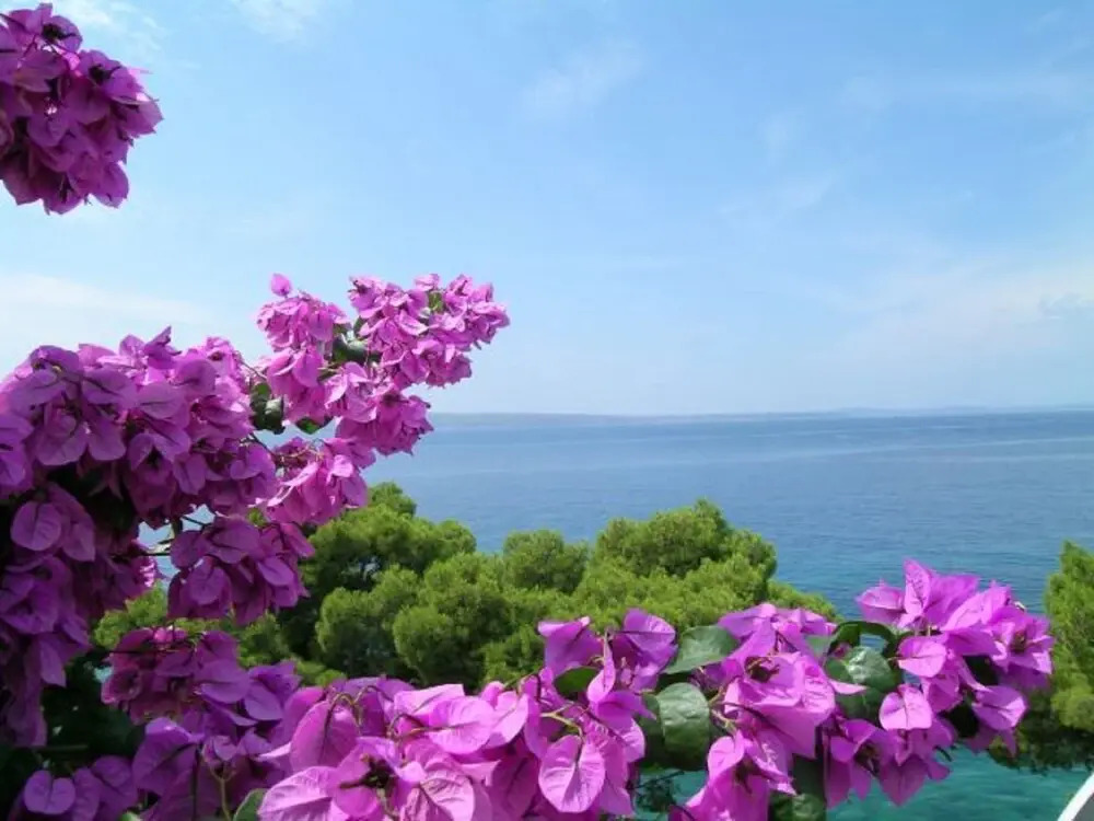 Milica - sea View - A1