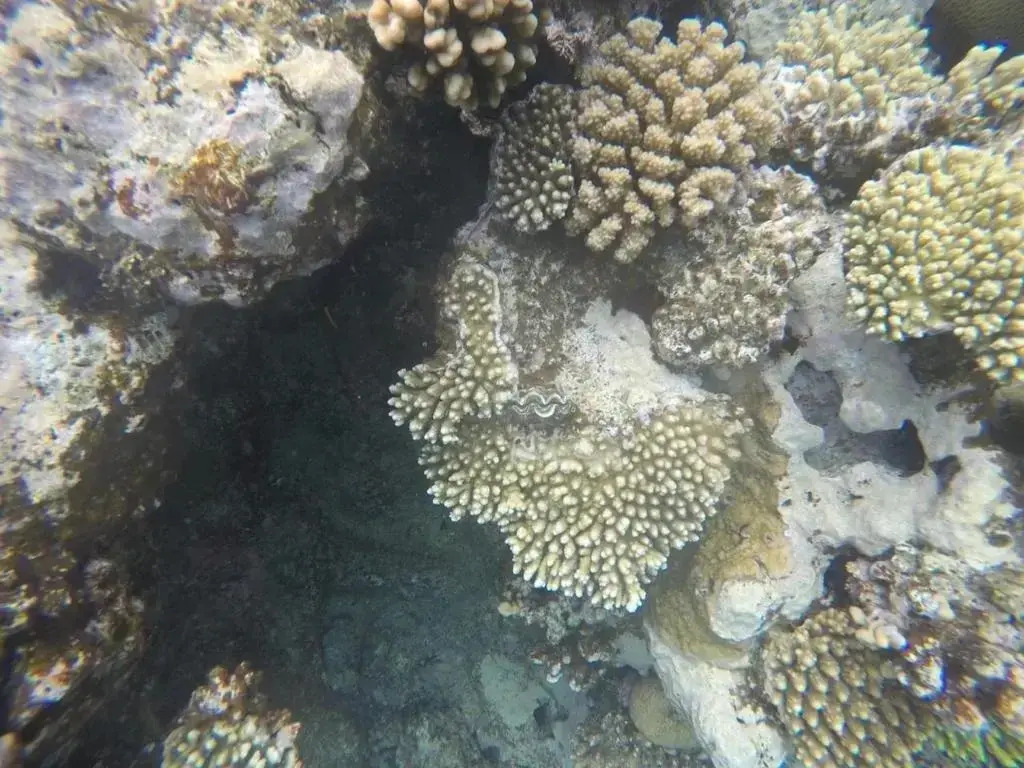 Star Of Dahab Hotel