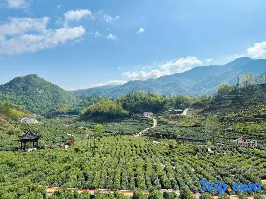 Zhuxi Tea Garden · Homestay