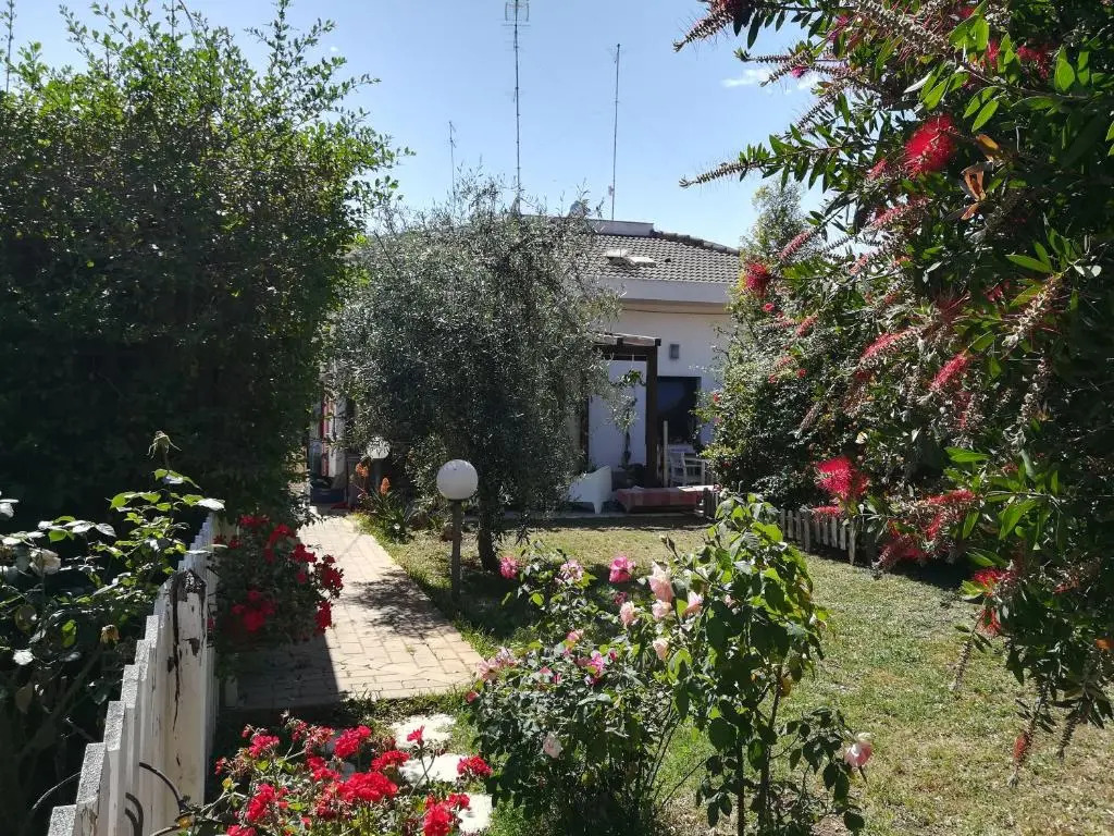 Gekos House