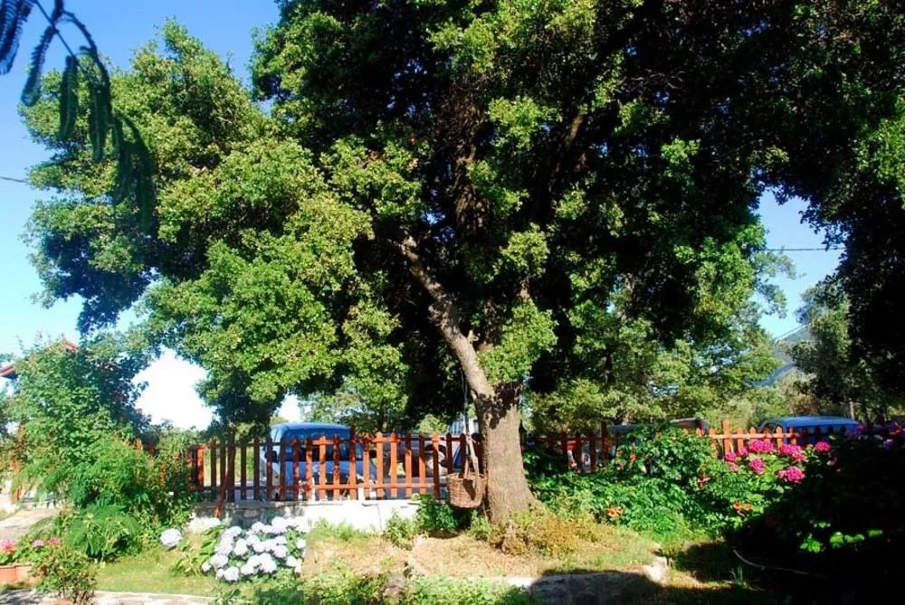 Alekas Studios