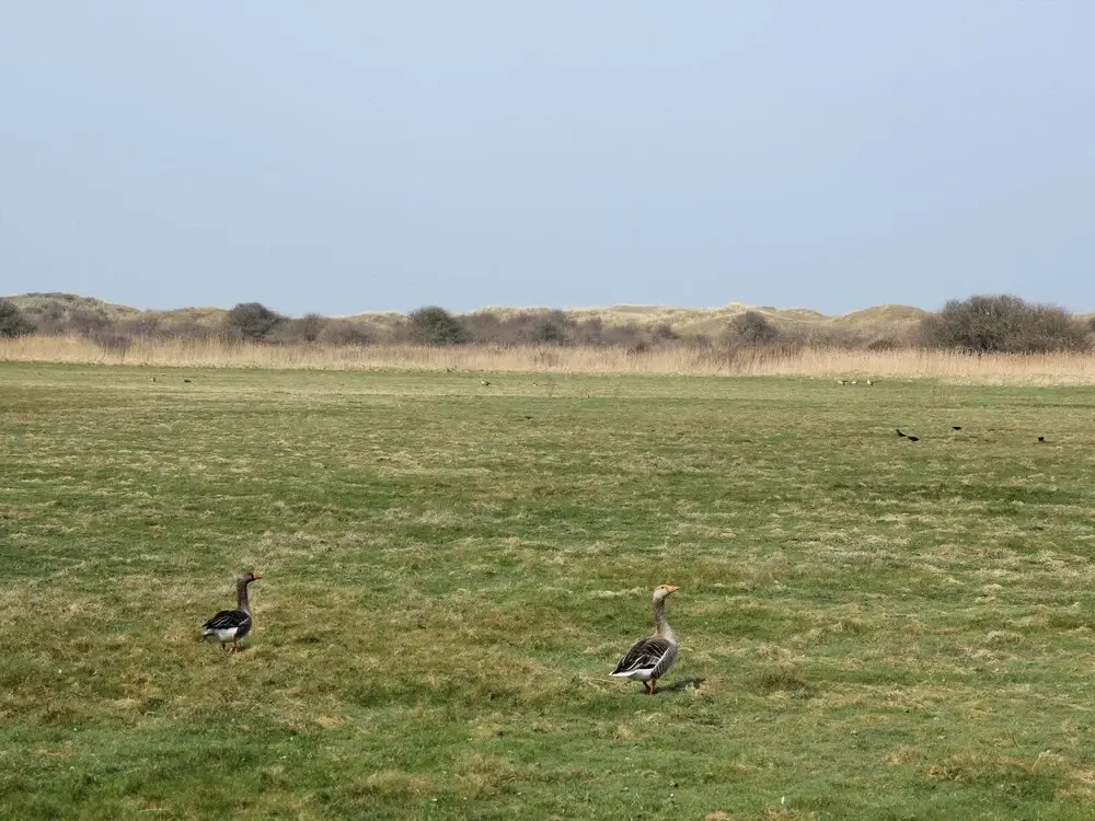 Villa in Texel near Beach and Nature Reserve