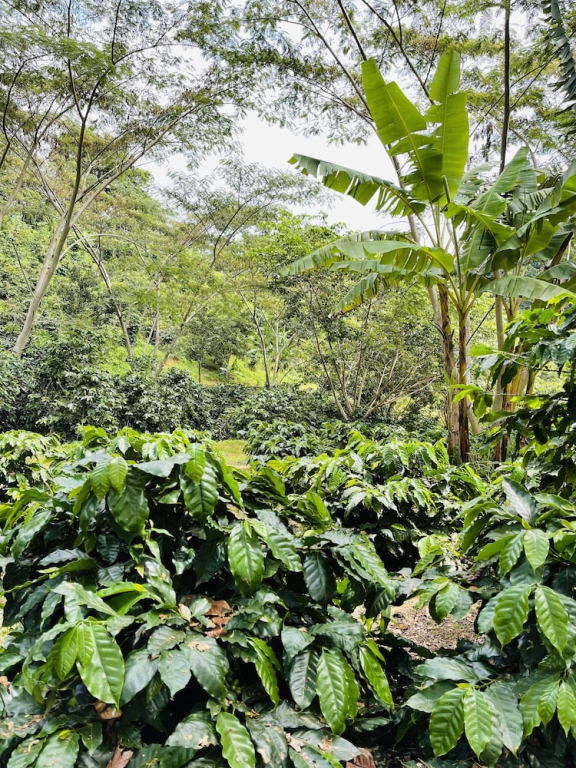 Hacienda Iluminada Eco Retreat