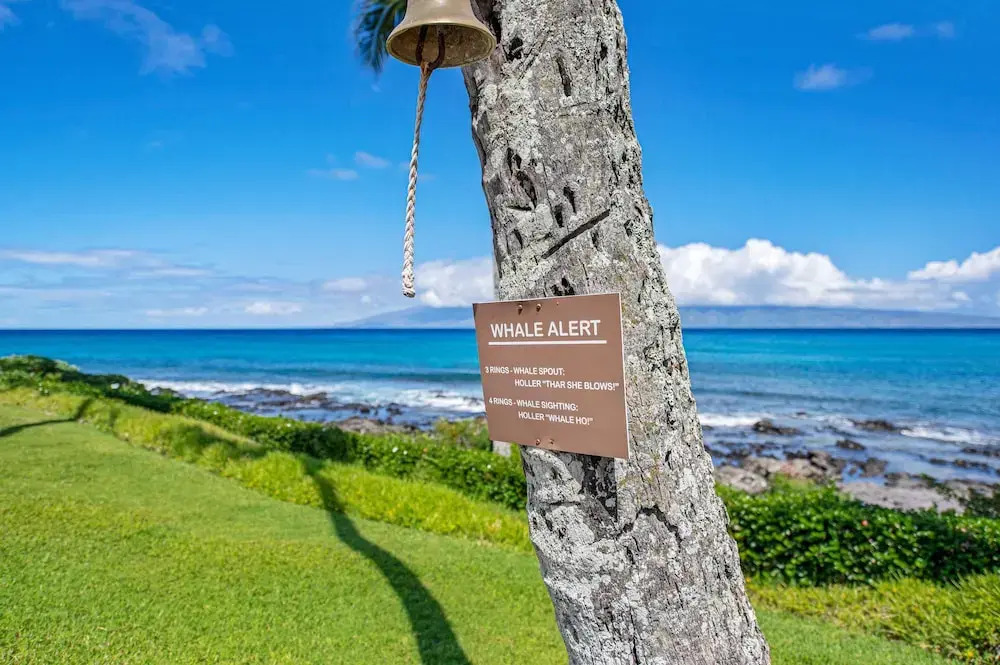 Napili Shores C117 Condo by Redawning