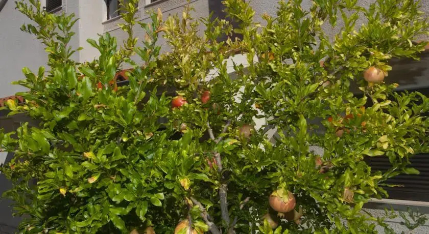 Apartments Anci