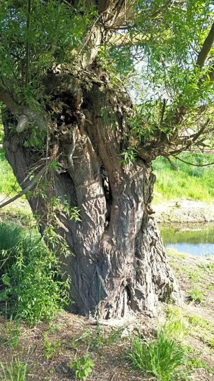 Willowcroft