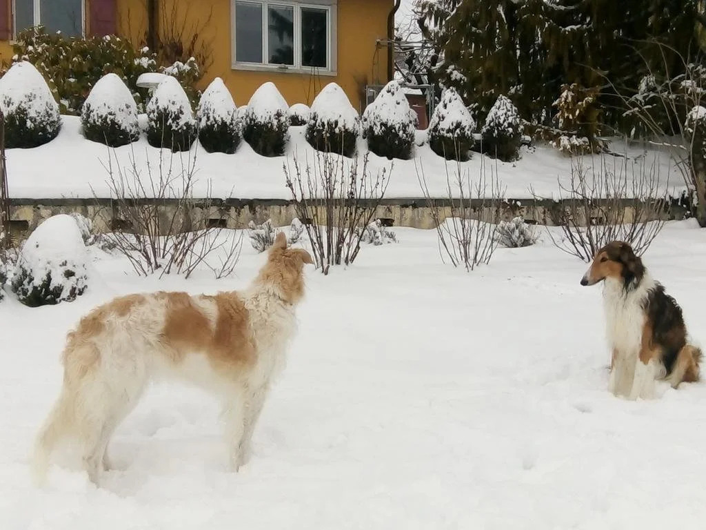 Swiss Borzoi House