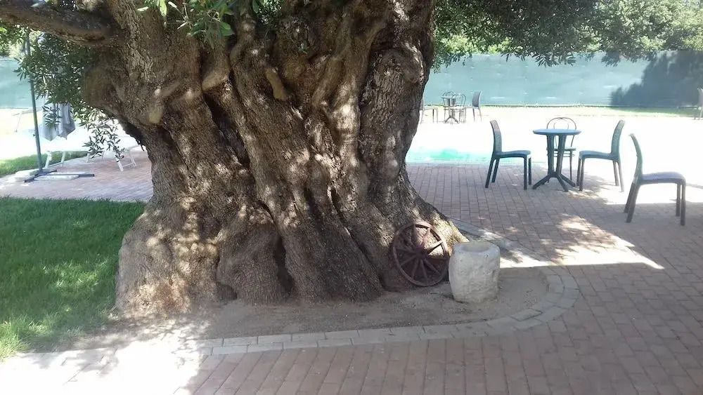 Hotel Vicario