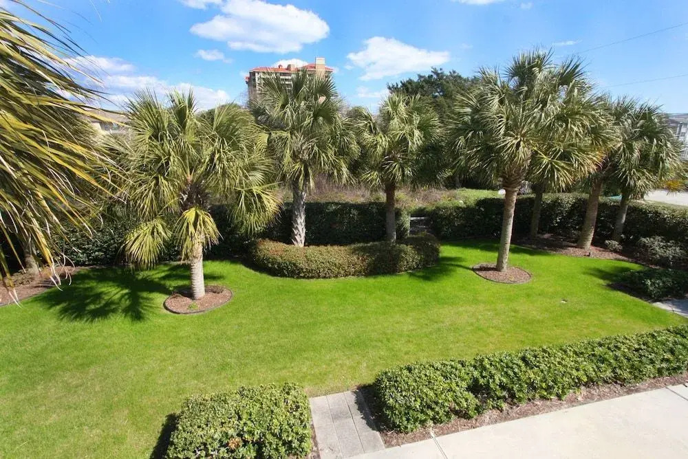 Fifty Palms by RedAwning