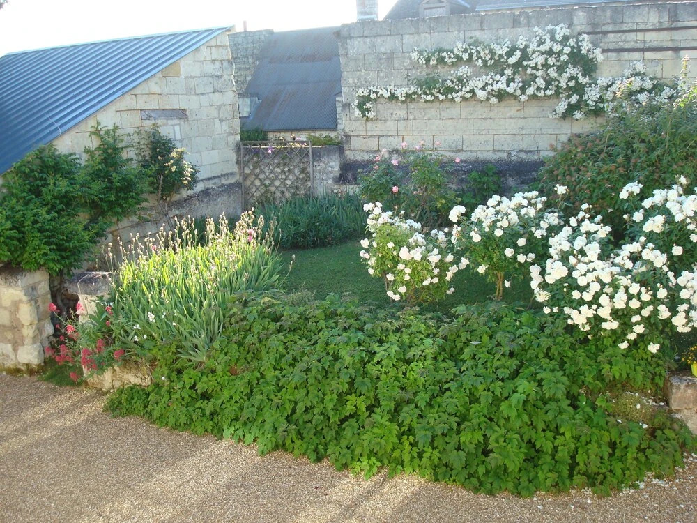 La samsonelle