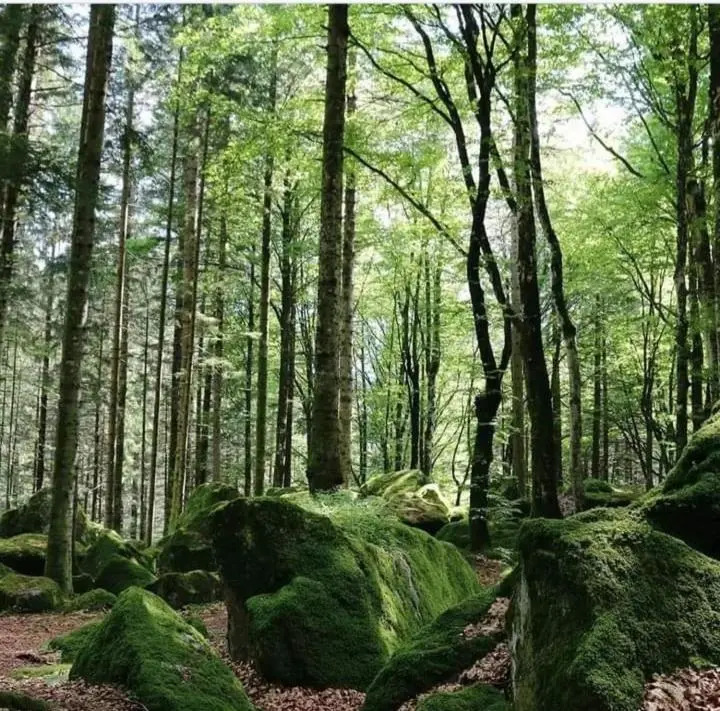 B & B Il Sottobosco