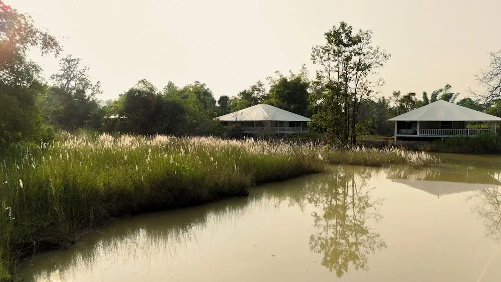 Tree of Life Ramvilas, Bandhavgarh