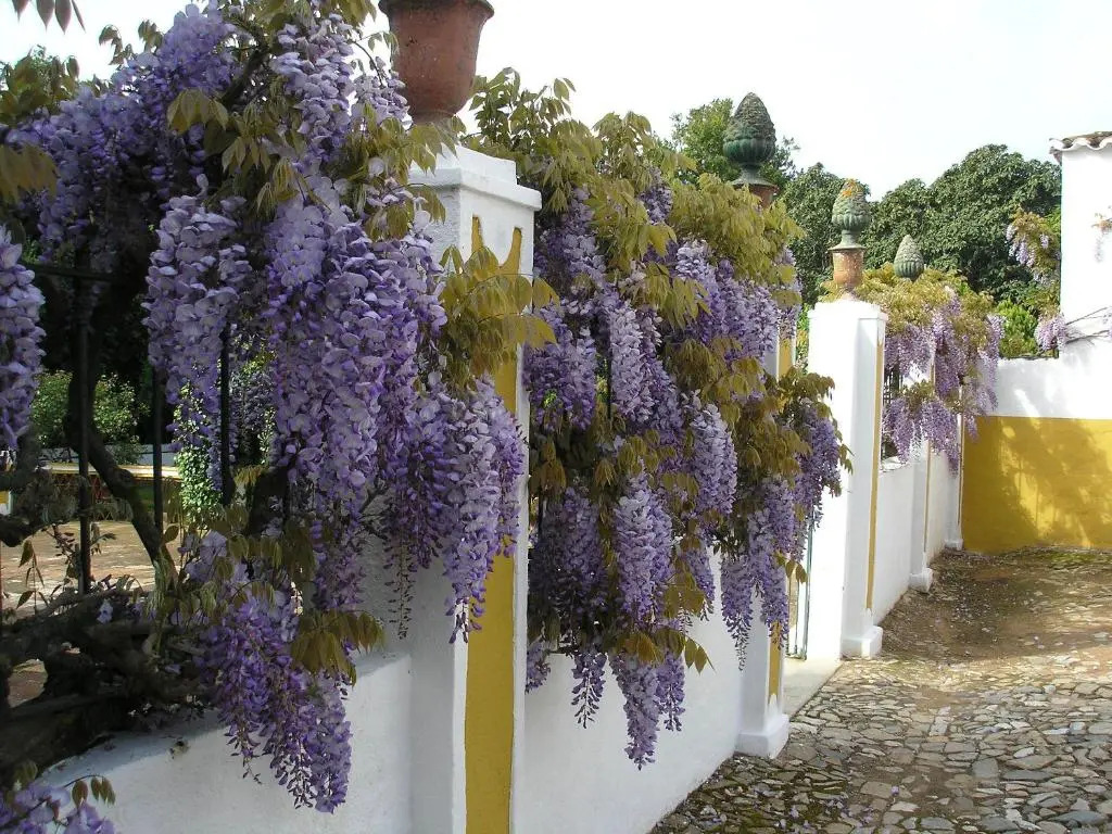 Monte Da Amoreira