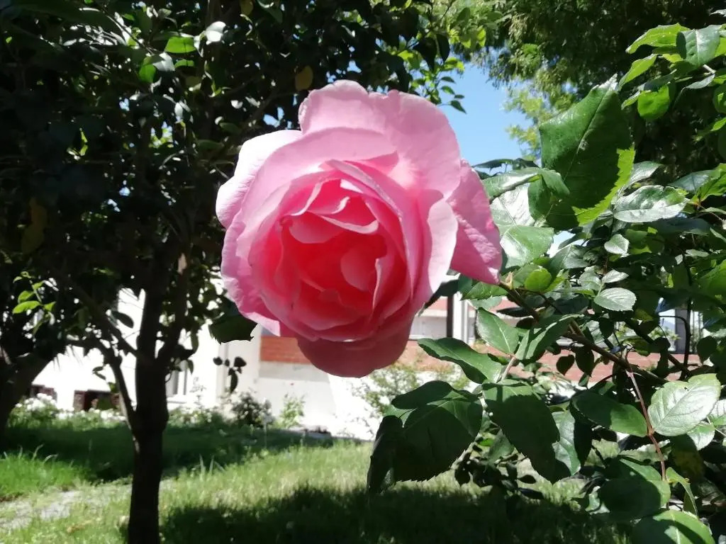 Casa Vacanze Villa Rosetta