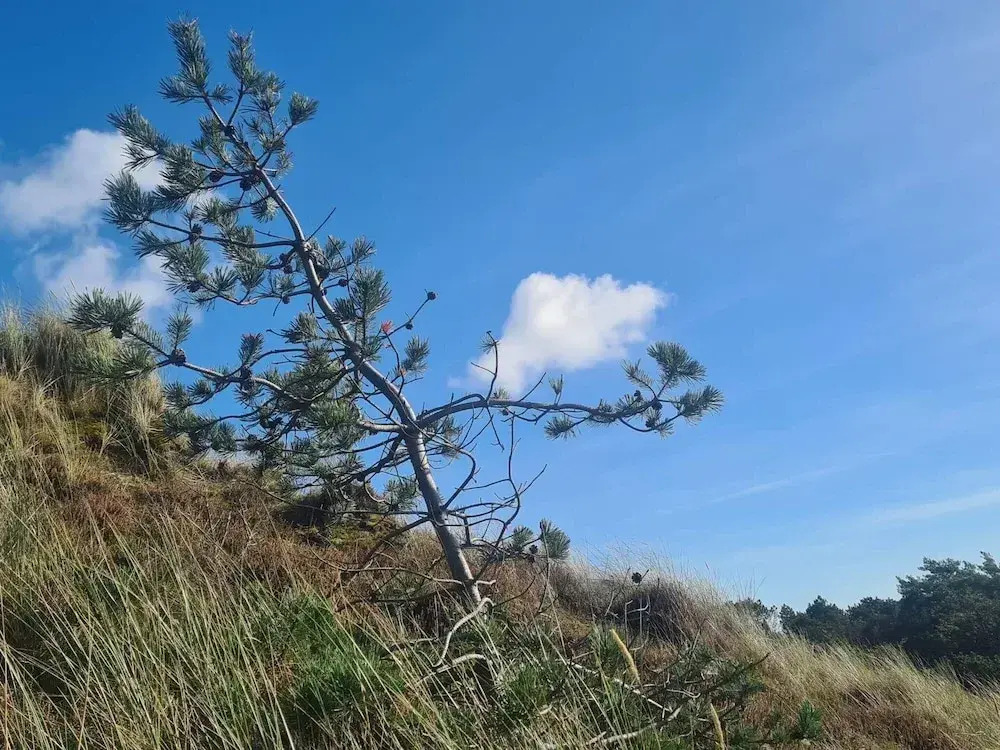 10 person holiday home in Rømø