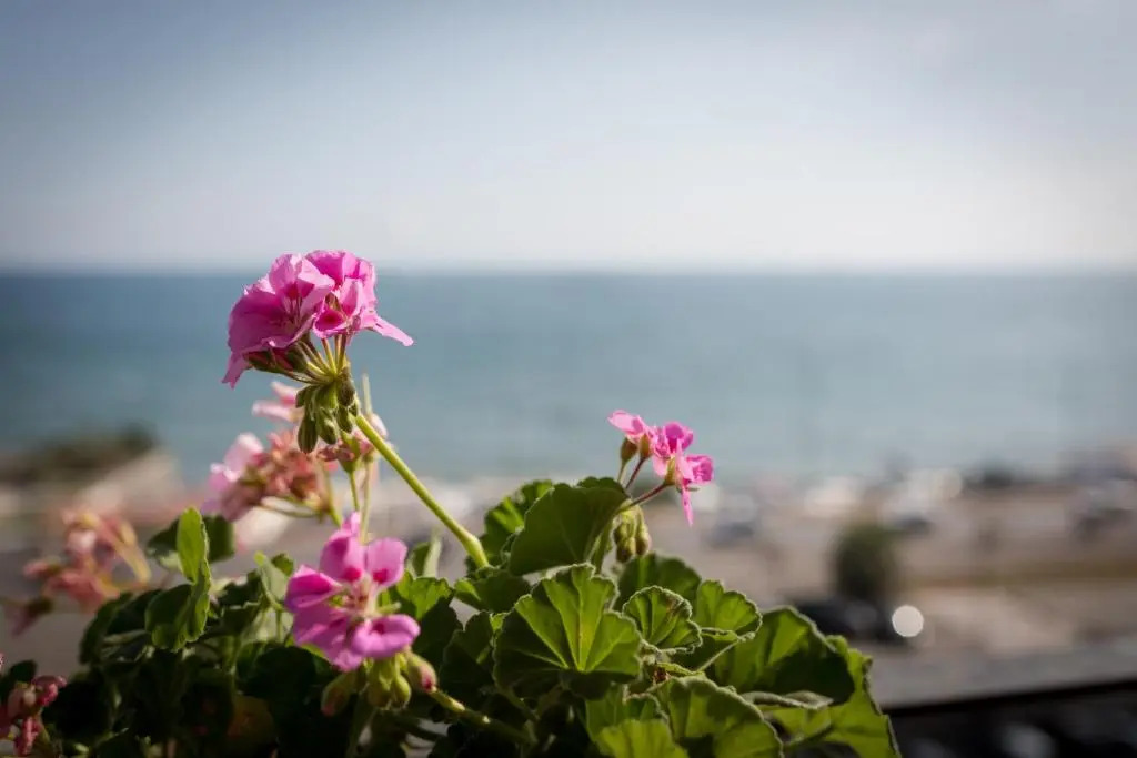 Salsedine Sea View