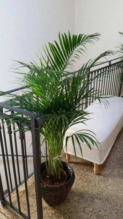 Casanova Fourrooms - tourist rental