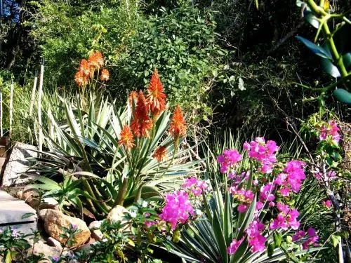 Palm Cottage Bed  Breakfast