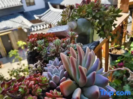 Xingxing Suxu · Snow Mountain Scenic Beauty Stay (The Old Town of Lijiang)