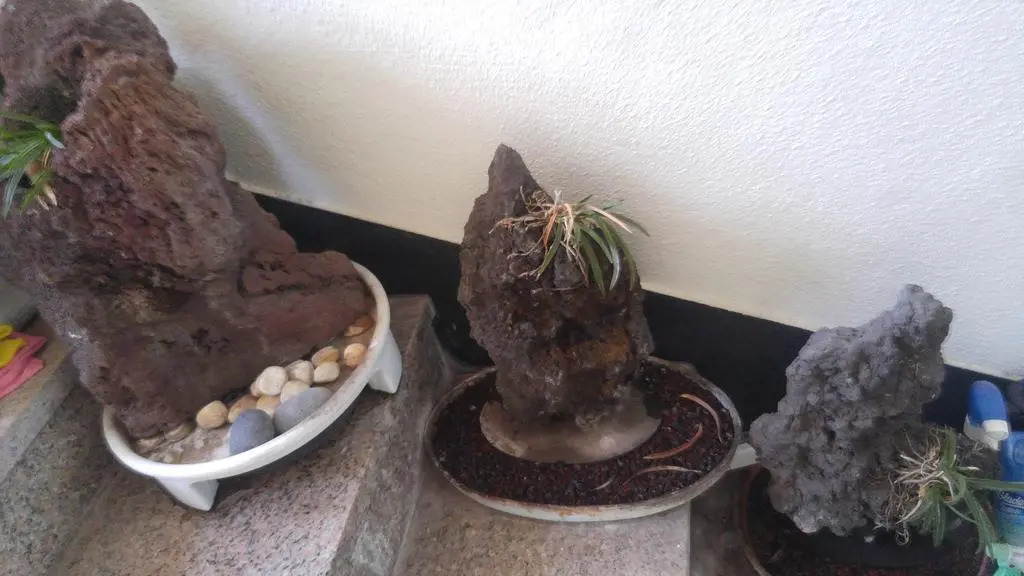 Sea Dragon Pension