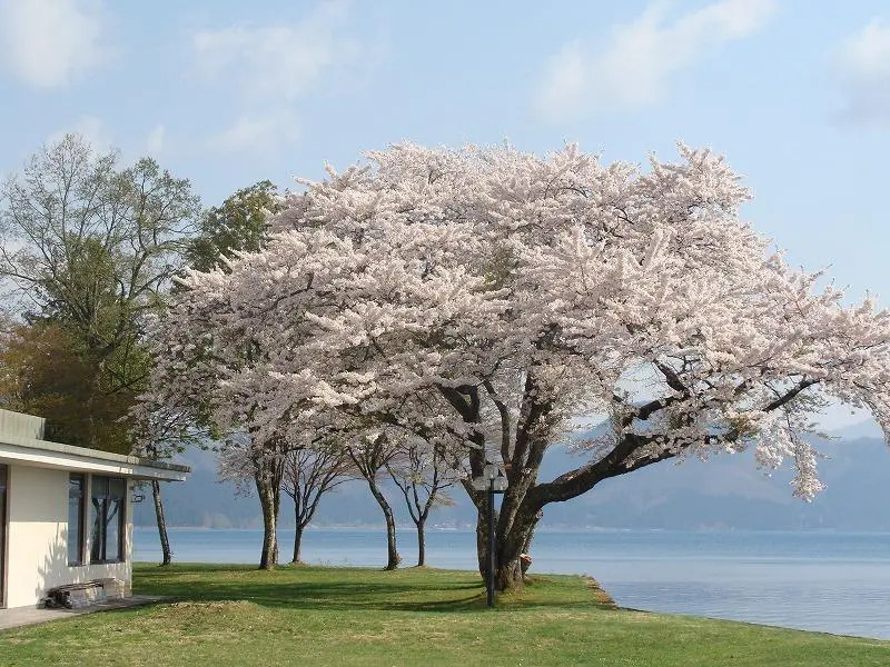 Tazawako Rose Park Hotel