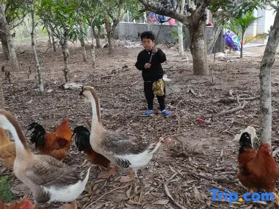 Lingshui Nanwan Monkey Island Qingshan Courtyard