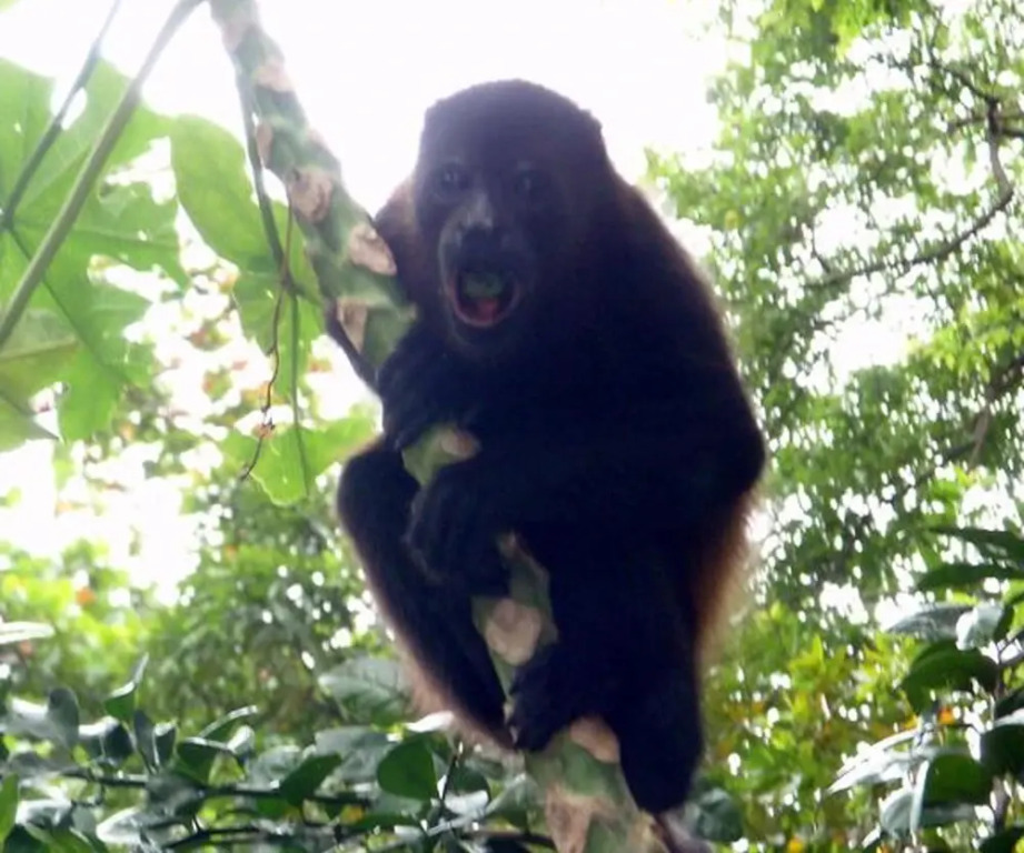 Howler Monkey Hotel