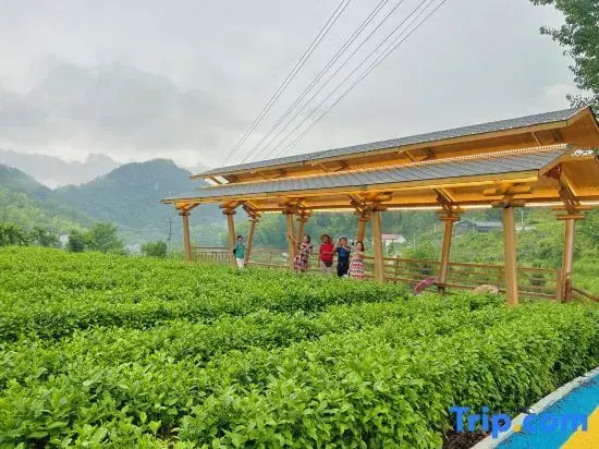 Zhuxi Tea Garden · Homestay