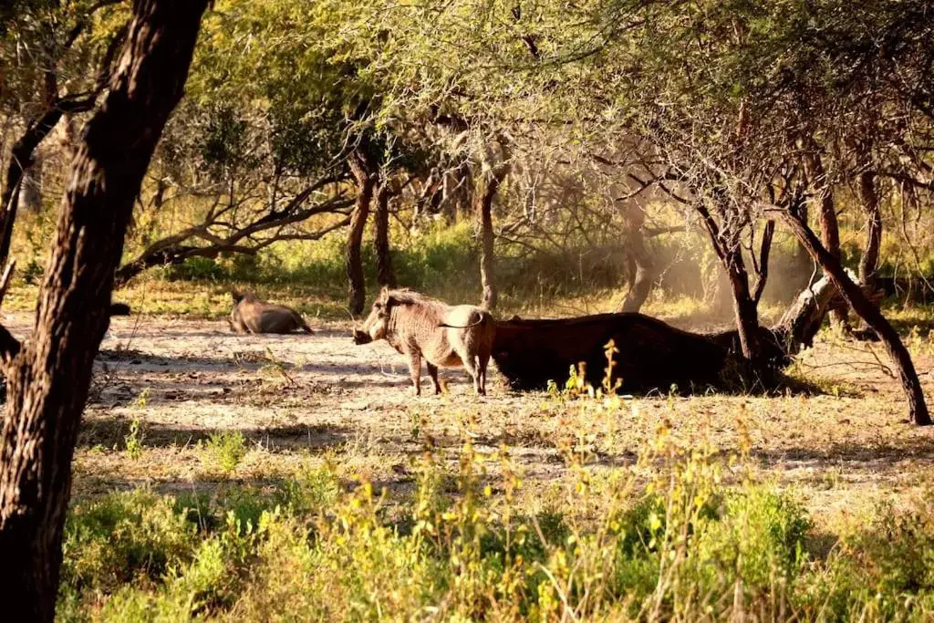 2 Bedroom Bush Villa close to the Kruger